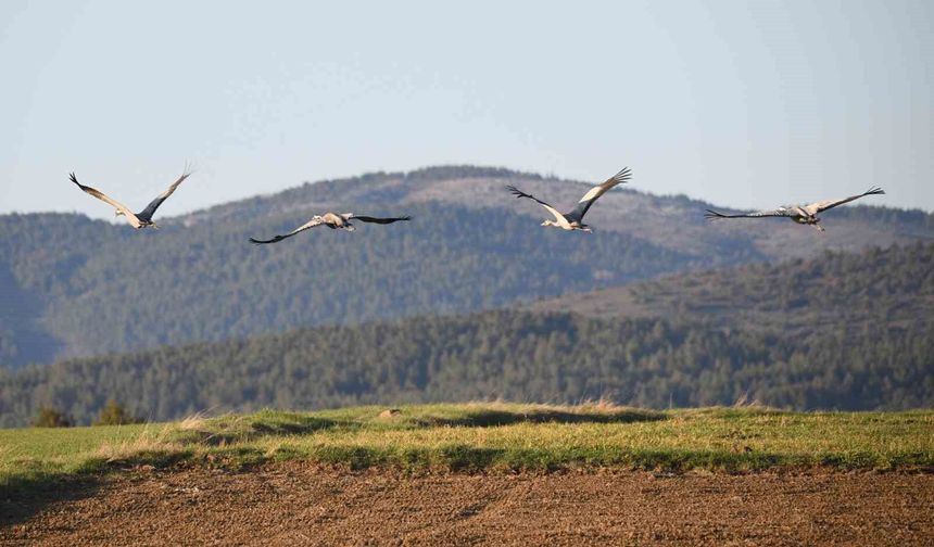 Turna ailesi göç yolunda görüntülendi
