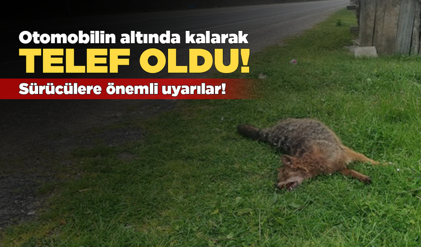 Otomobil çarpan çakal telef oldu