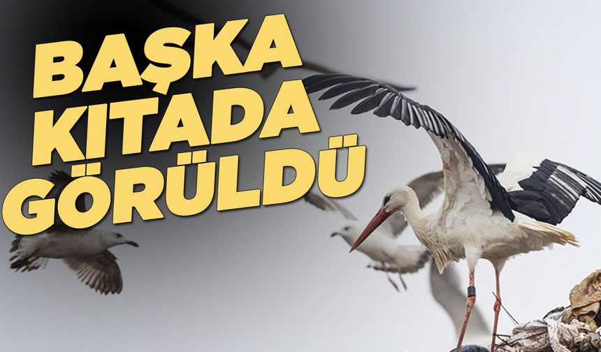 Sinop'ta halkalanan leylekten rekor uçuş