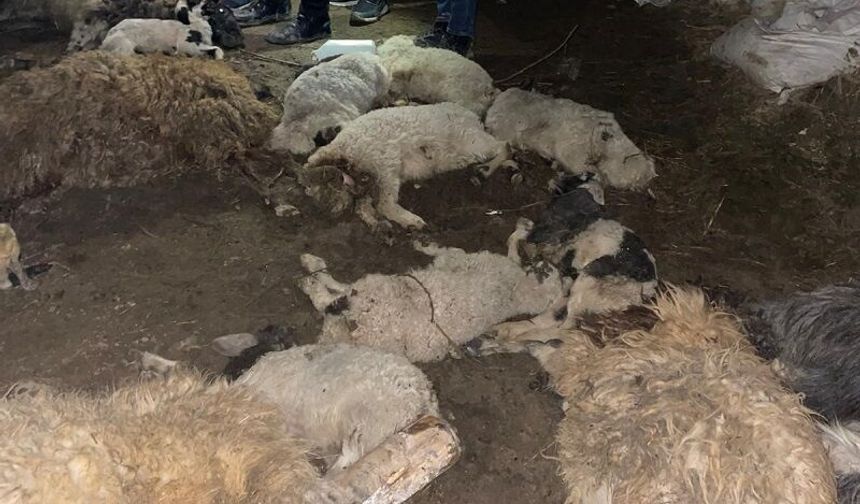 Ahır çöktü: 56 küçükbaş telef oldu
