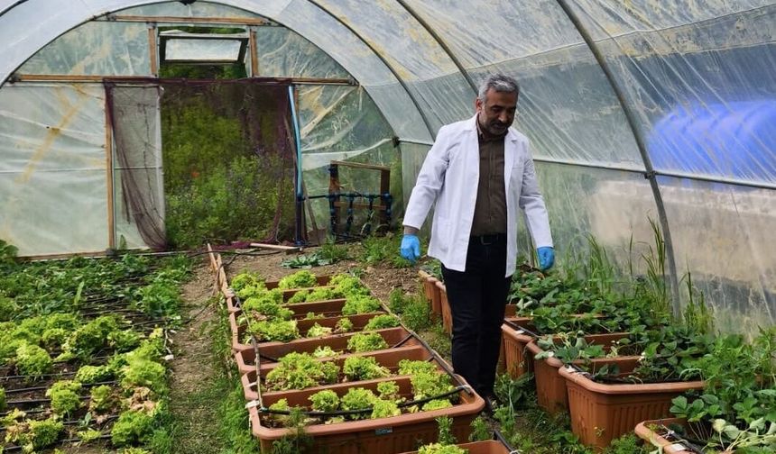 Sahil yosunlarından elde edilen gübreyle çilek yetiştirildi