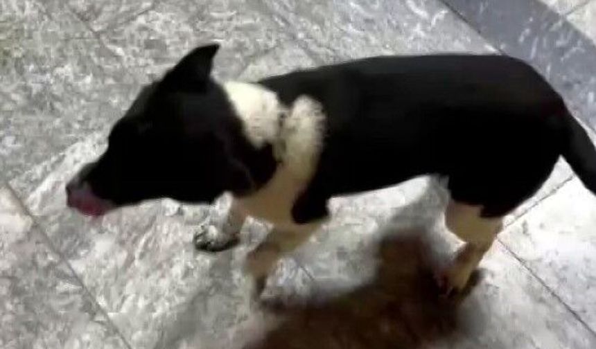 Atların yanında büyüdü, yürüyüşüyle ilgi odağı oldu