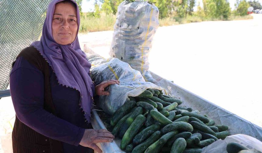 Karaköy salatalığında hasat başladı