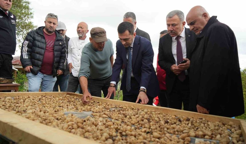 Salep hasadı başladı: Kilosu 12 bin TL