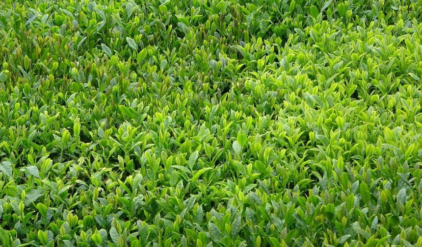 Yaş çay sezonu dualarla açıldı