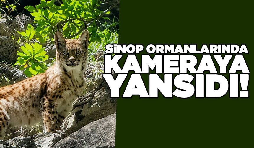 Karasaklı Köyü Yaylası'nda vaşak görüntülendi