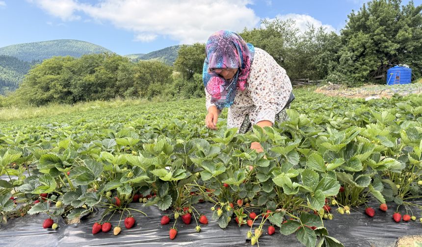 Yaylada çilek hasadı başladı