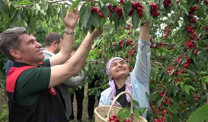 Amasya'da bu yıl 50 bin ton rekolte bekleniyor