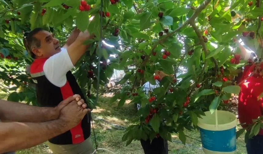 Aydın'da kiraz hasadı devam ediyor