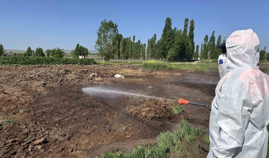 Çorum Belediyesi böcekle mücadeleyi sürdürüyor