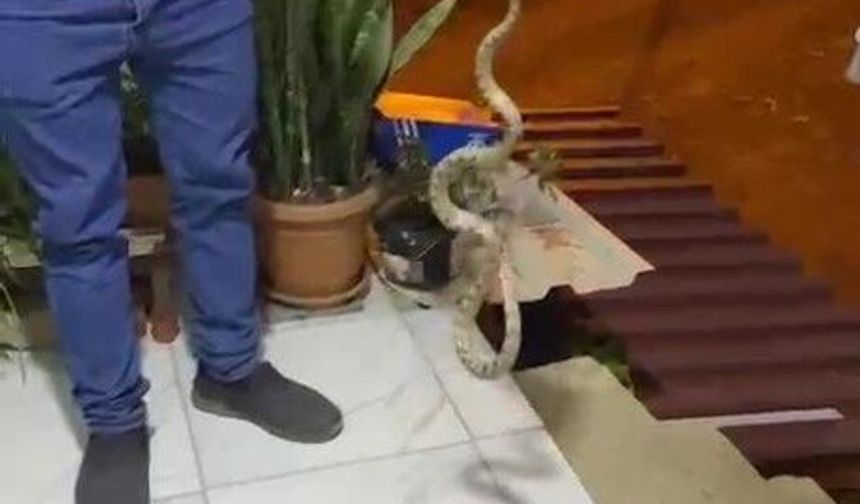 Evine giren yılanı böyle çıkardı
