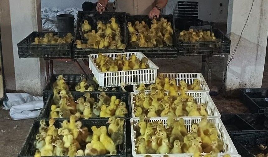 Kaz yetiştiriciliğinde Samsun modeli