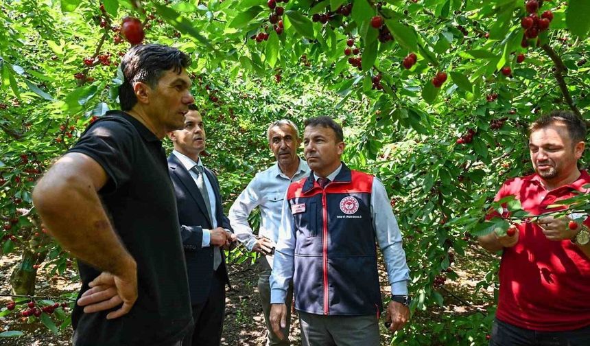 Kiraz hasadı başladı