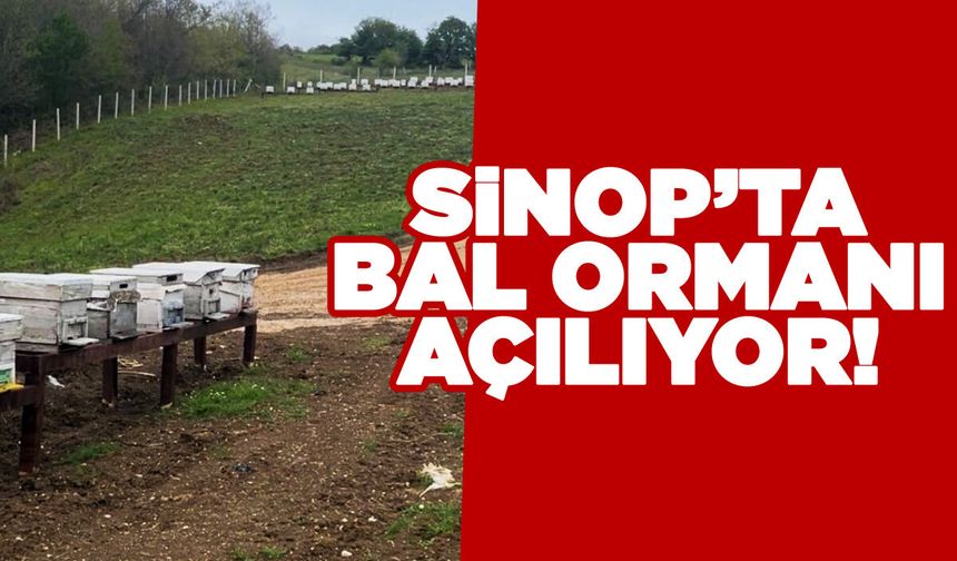 Dibekli Köyü Bal Ormanı hizmete açılıyor