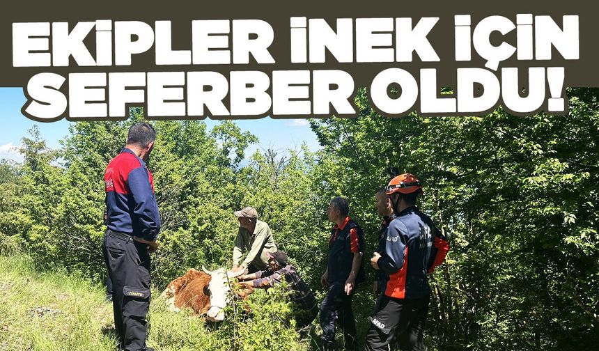Sinop'ta ormanda rahatsızlanan inek için seferberlik