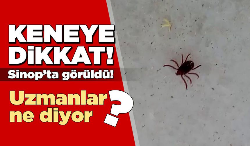 Sinop’ta görülen kene vatandaşı tedirgin etti!