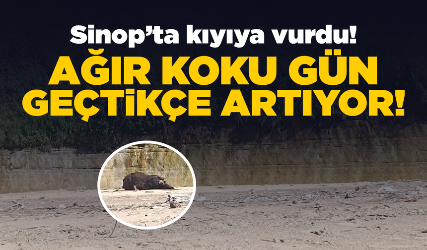 Sinop’ta kıyıya vuran leş ağır koku yayıyor!