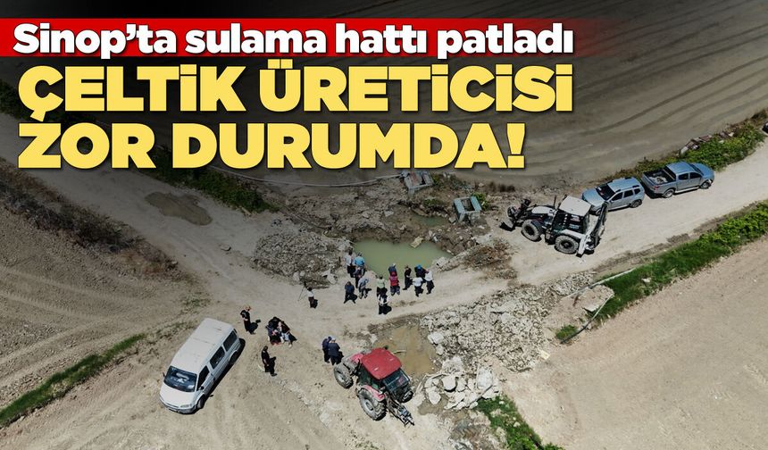 Sinop'ta çeltik üreticileri zor durumda!