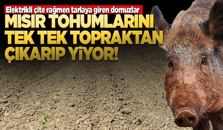 Sinop'ta mısır tarlalarında büyük zarar