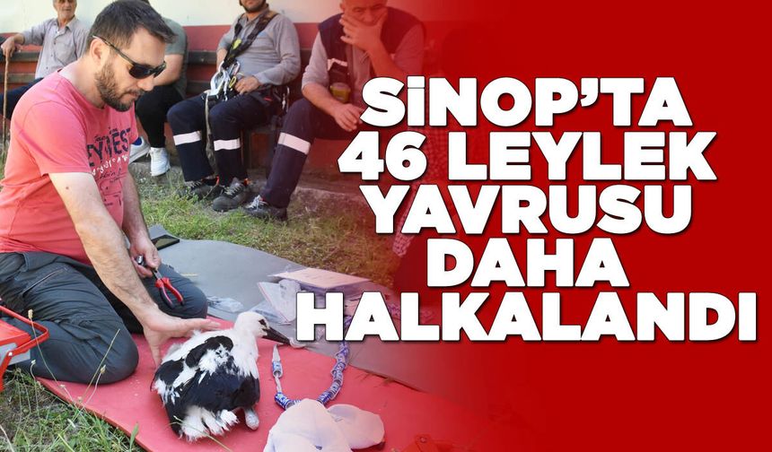 Sinop'ta yumurtadan çıkan leylek yavruları halkalandı