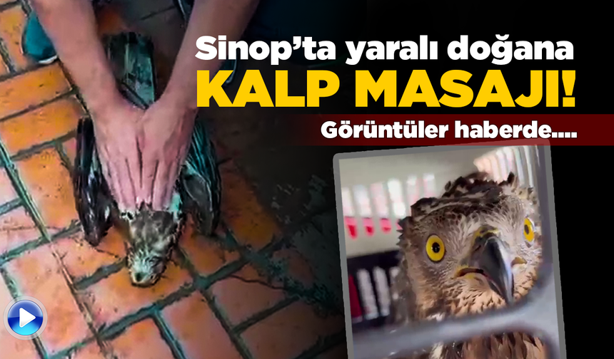 Sinop’ta kalbi duran doğana kalp masajı!