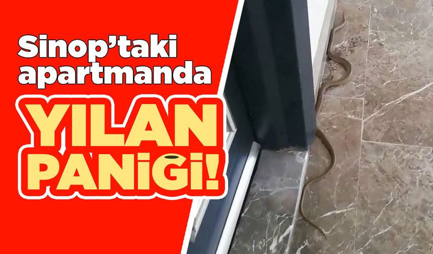 Sinop’ta apartmana yılan girdi
