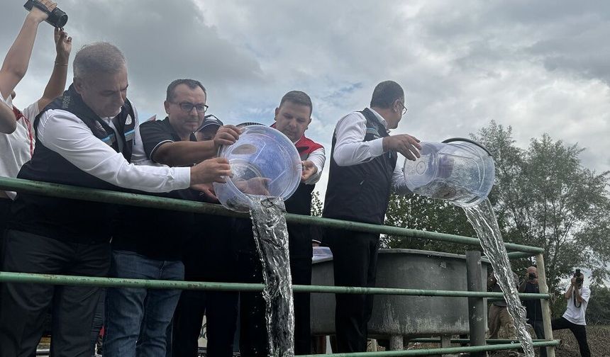 Mersin balığı yavruları Yeşilırmak'a salındı