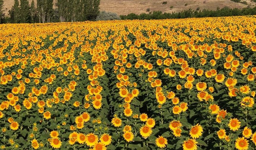 Ayçiçeği tarlaları sarıya büründü