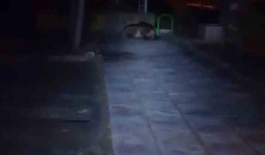 Çocuk parkına ayı girdi