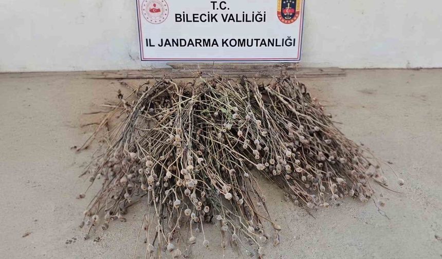 İzinsiz ekilen 136 kök haşhaş ele geçirildi