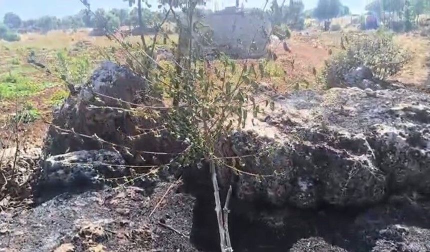 Onlarca meyve ağacı yandı
