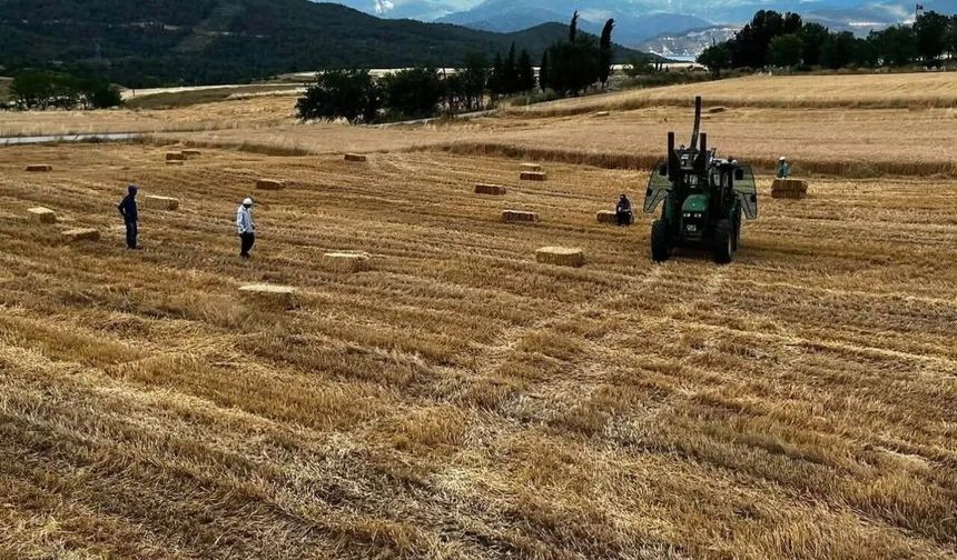 Sinop'ta yılın ilk buğday hasatı yapıldı