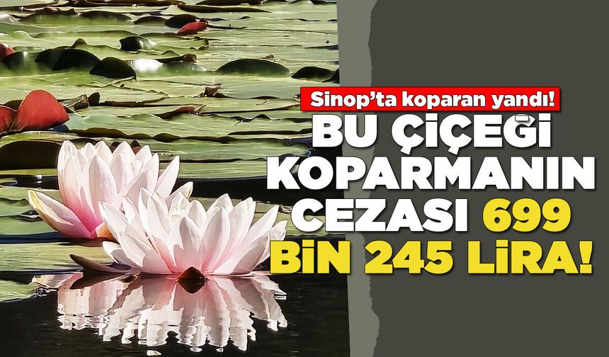 Koparan yandı! Bu çiçeğin cezası 699 bin 245 lira!