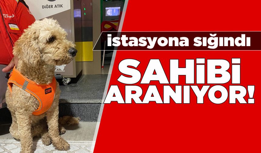 Sinop’ta kaybolan köpeğe akaryakıt istasyonu çalışanları sahip çıktı
