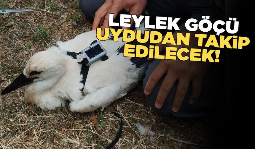 Sinop'ta 3 leylek yavrusuna uydu vericisi takıldı