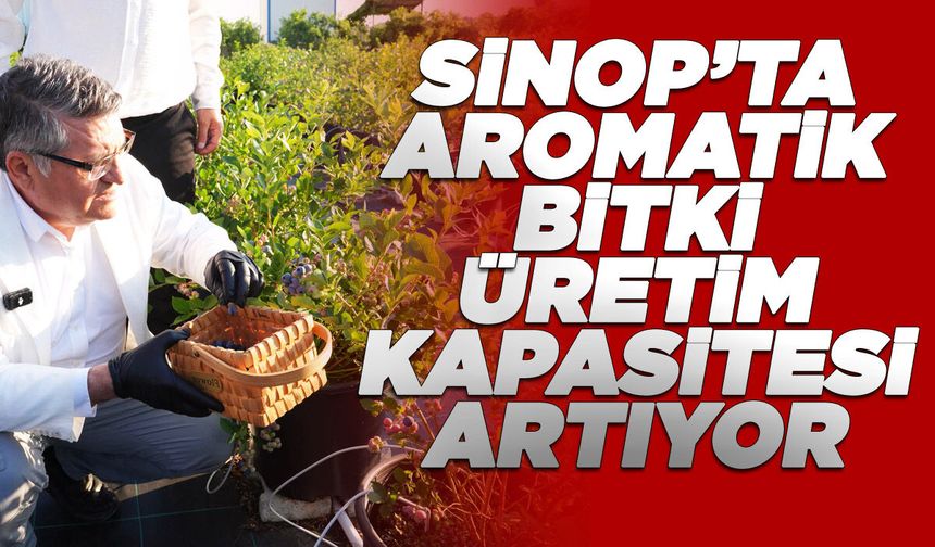 Sinop’ta yaban mersini hasadına başlandı