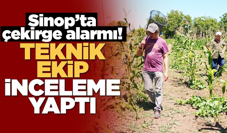 Sinop'ta çekirge istilası ihbarına yerinde müdahale
