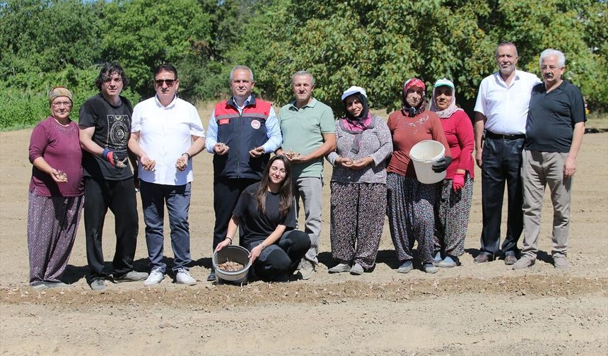 Safran soğanları toprakla buluşuyor