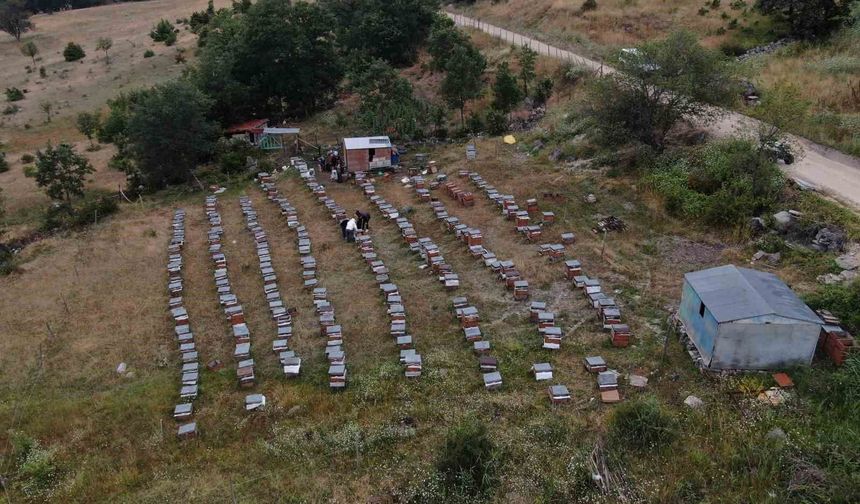Arıcılıkta yapay zeka dönemi