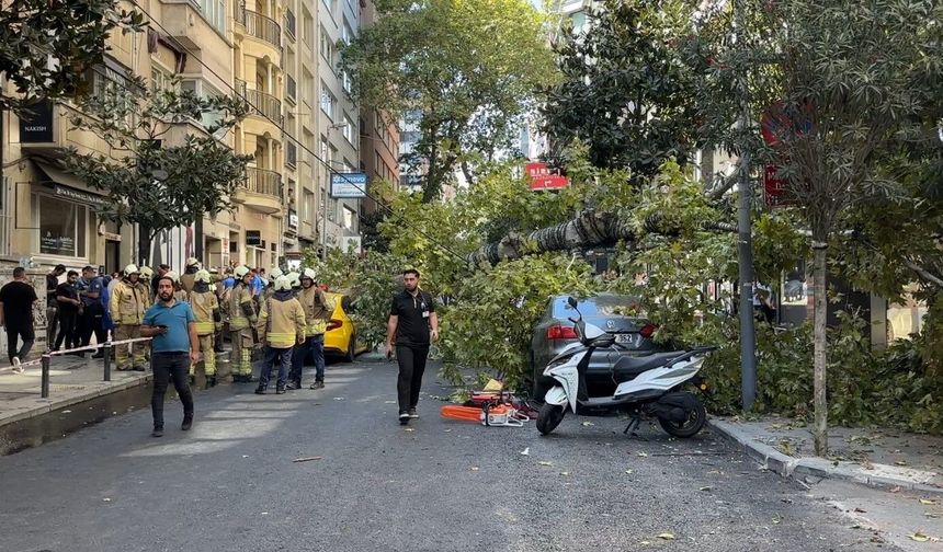 Çınar ağacı iki aracın üzerine devrildi