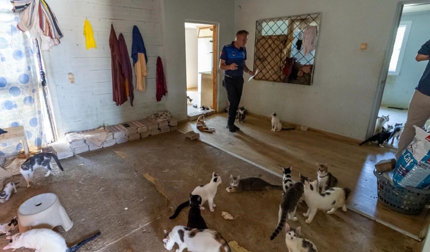 'Çöp ev' ihbarından 100 kedi çıktı