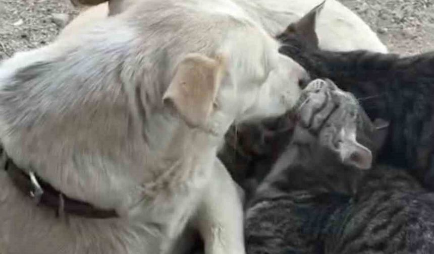 Köpek yavru kedilere annelik yapıyor