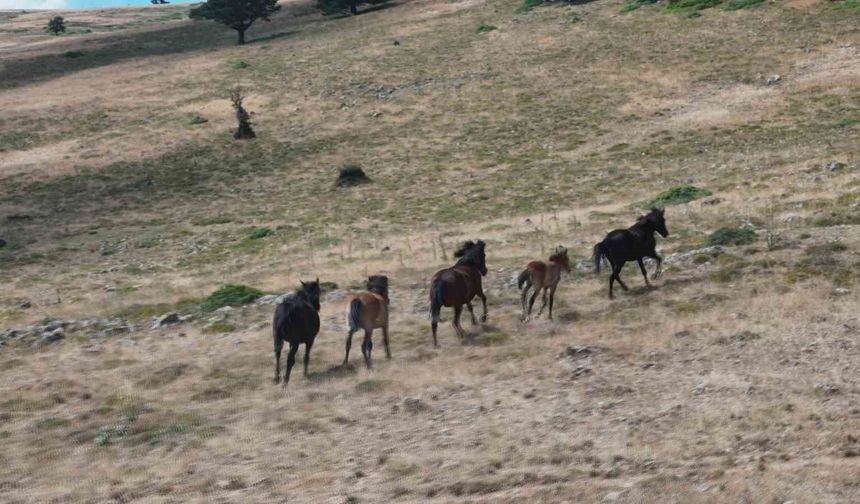 Yılkı atları yaylalarda görüntülendi
