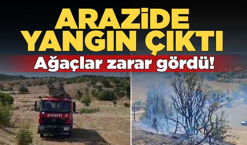 Arazide çıkan yangında ağaçlar zarar gördü