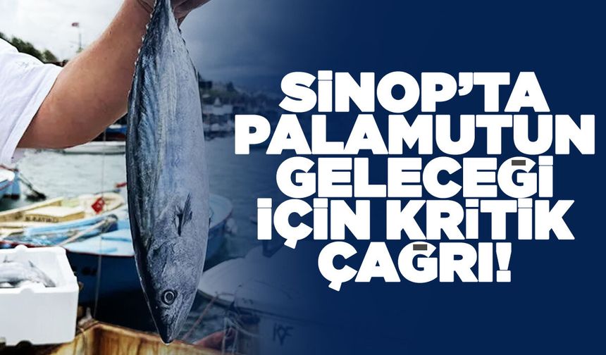 Sinop'ta palamut stoklarını korumak için av yasağı!