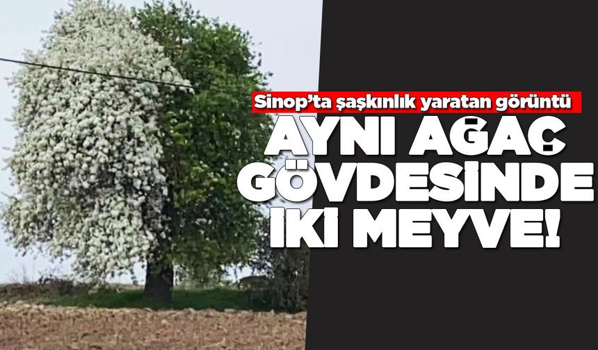 Aynı ağaç iki farklı meyve veriyor!