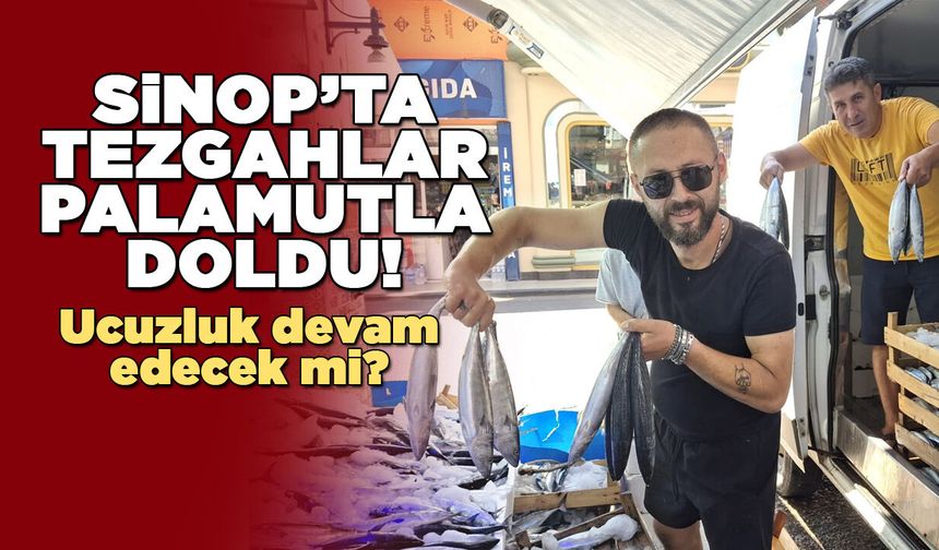 Sinop’ta palamut sezonu bollukla başladı