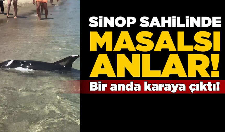 Sinop’ta sahilinde sıra dışı anlar kamerada!