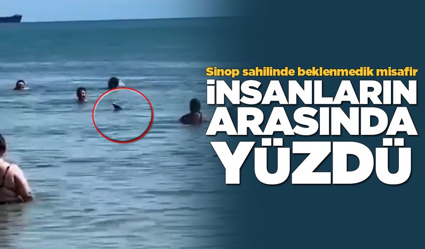 Karadeniz'in sevimli misafiri Sinop sahilinde!