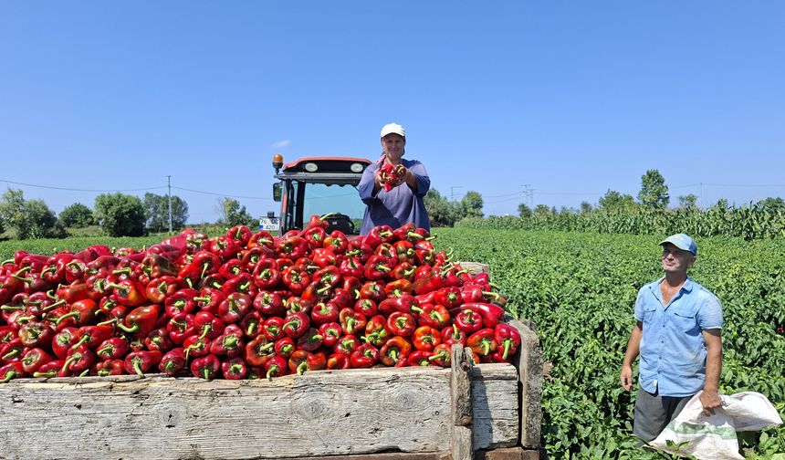 Bafra'da üreticiler kapya biber rekoltesinden memnun